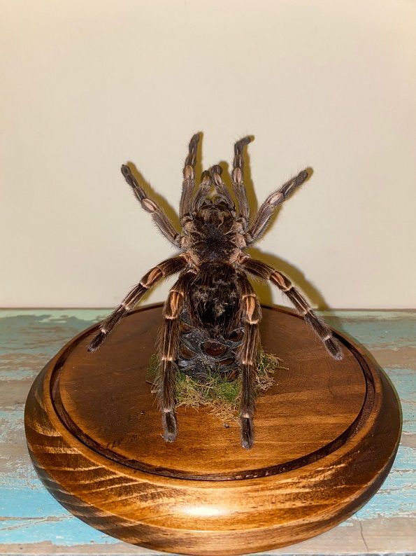 White Striped Tarantula in a Dome