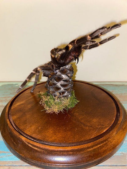 White Striped Tarantula in a Dome