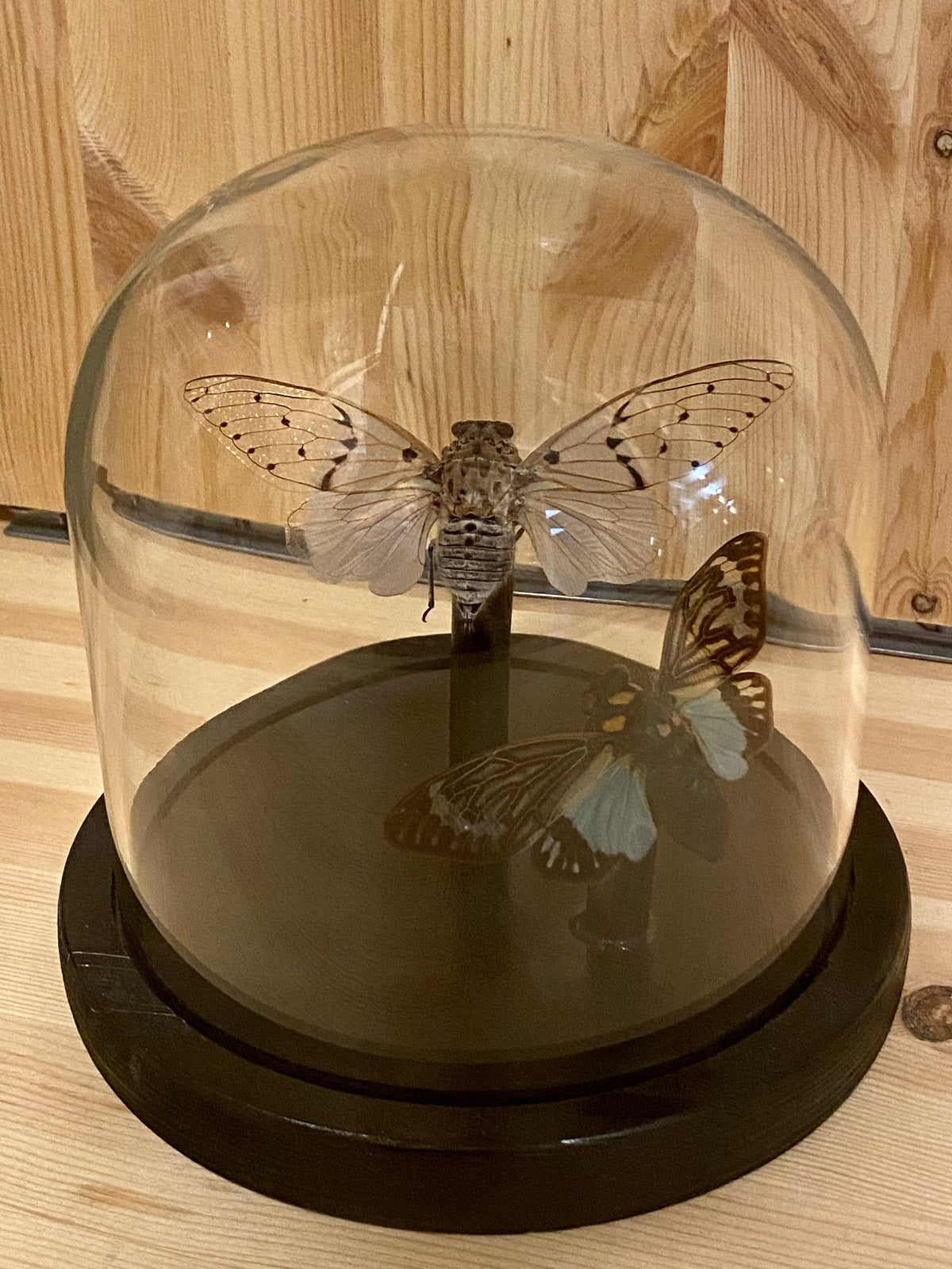 Double Cicada in a Dome