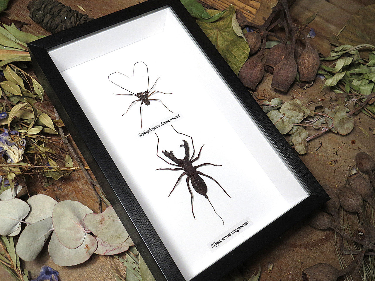 Cave spider / Whip spider