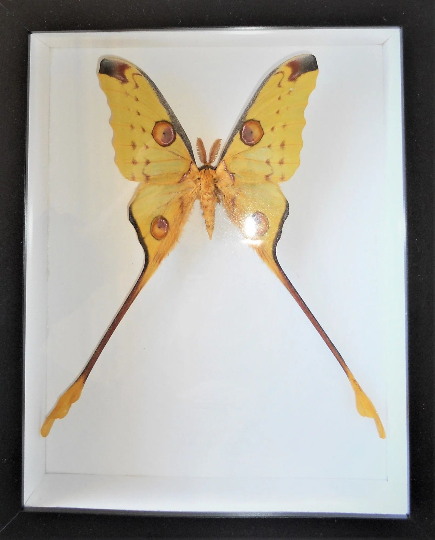 Argema Mittrei Moth in a Frame