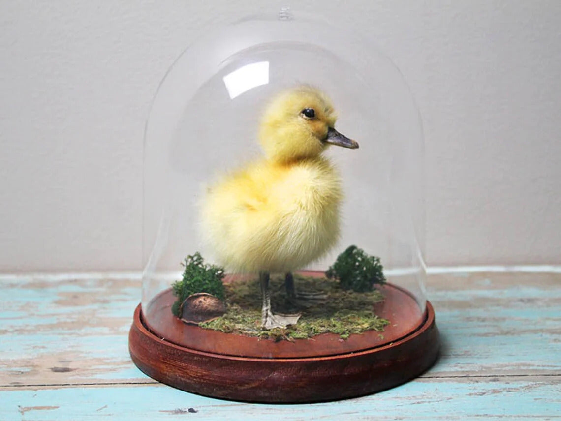 Taxidermy Duckling in a Dome