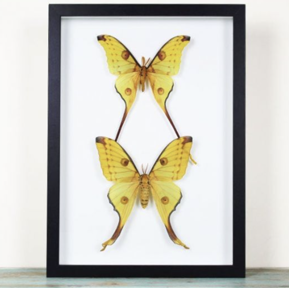 A Pair of Comet Moths in a Frame