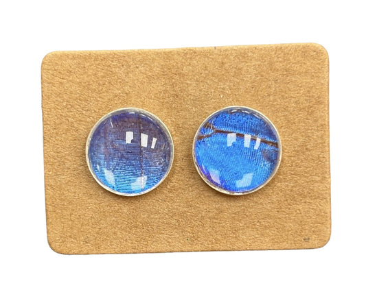 Real Butterfly Wing Earrings - Morpho Butterfly