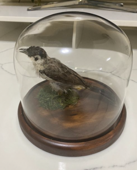 Taxidermied Bee-Eater Bird in a Dome