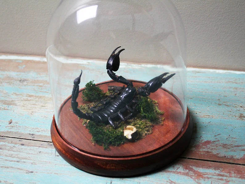 Scorpion In a Dome